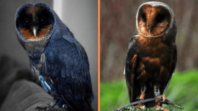 Photo of +4 Photos Of The 1 In 100,000, Extremely Rare Black Barn Owl