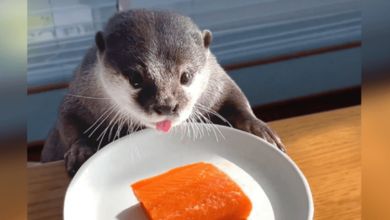 Photo of Chubby Otter On A Diet Gets A Salmon Treat For Cheat Day And It’s The Cutest Thing