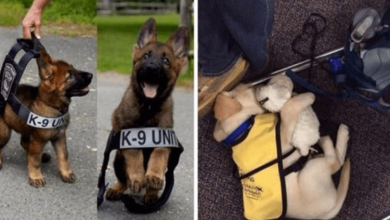 Photo of 15 Incredibly Adorable Pictures Of Puppies Working For The First Time Ever