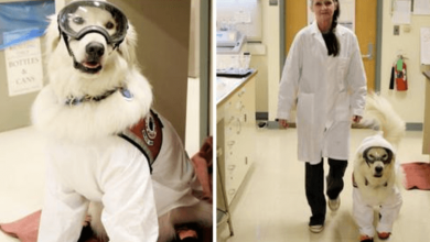 Photo of Adorable Service Dog Dresses In PPE To Assist Disabled Scientist Owner