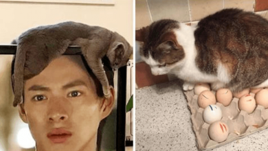 Photo of +13 Photos To Prove That Cat Logic Is Simply Beyond Reality