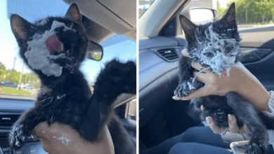 Photo of Rescue Kitten Went Crazy For Her Very First Puppuccino Ever
