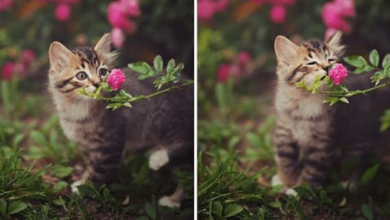 Photo of 11+ Cute Photos Of Animals Who Love Sniffing Flowers