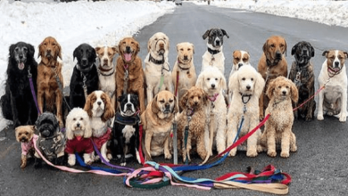 Photo of These Lovely Dogs Go Walking And Pose For Pictures Together Every Day