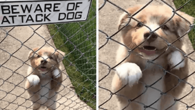 Photo of 10+ Dangerous Dogs Behind Those “Beware Of Dog” Signs