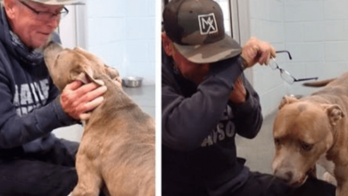 Photo of Man Sheds Tears Of Joy When Reunited With His Dog Who Was Missing For 200 Days