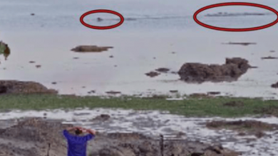 Photo of Enormous Crocodile Chases Dog Swimming In Ocean As Owner Desperately Calls To It