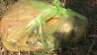 Photo of Rescuers Find Puppy In A Trash Bag And Do Everything They Can To Save Her
