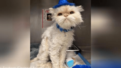 Photo of Ohio Shelter Throws Amazing Birthday Party For 19-Year-Old Cat