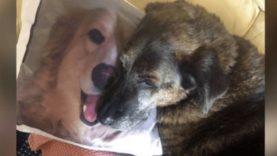 Photo of Heartbroken Dog Won’t Stop Cuddling Pillow Of His Brother Who Passed Away