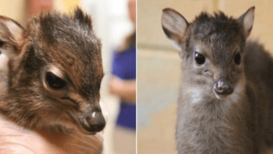 Photo of New Baby Blue Duiker Welcomed At Chattanooga Zoo
