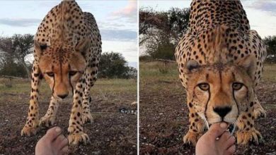 Photo of Curious Female Cheetah Cub Approaches Photographer And Licks His Toes