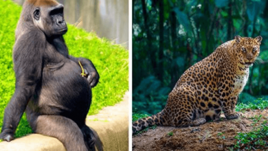 Photo of 10 Beautiful Moms From The Animal Kingdom Proudly Showing Off Their Pregnancies
