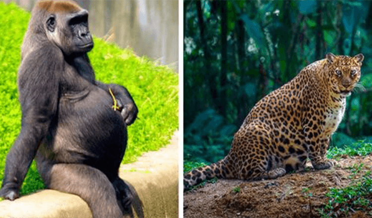 safari animal kingdom pregnant
