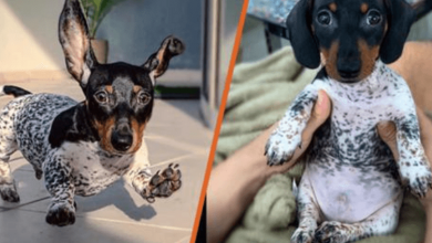 Photo of Meet Moo, The Adorable Dachshund That Looks Like He Has The Body Of A Cow