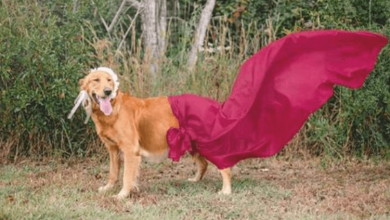 Photo of Foster Mom Gives Dog Adorable Maternity Shoot At Last Few Weeks Of Pregnancy