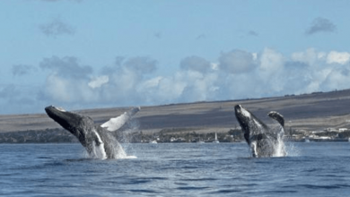 Photo of Whale How About That – Playful Whales Breach Together