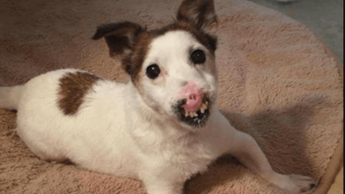 Photo of Senior Dog Without A Nose Finds Perfect Family