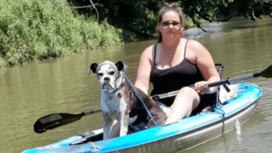 Photo of Kayakers Rescue Senior Dog Missing Since July 4 Fireworks