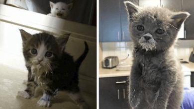 Photo of 17 Photos of Kittens Eating Only Feline Owners Will Understand