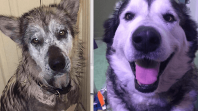 Photo of Neglected, Abused Malamute Makes Incredible Recovery