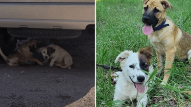 Photo of Puppies Abandoned In Parking Lot Beg Rescuers To Take Them Home