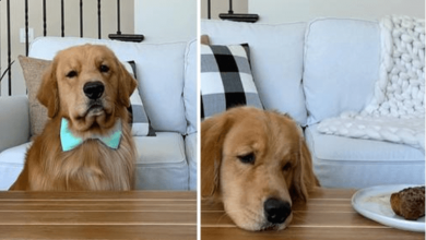 Photo of Hilarious Dog Left Alone With Steak And Has A Hard Time Resisting Its Temptation