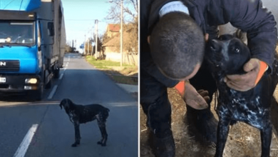 Photo of Dog Abandoned On The Streets Gets Rescued And Given New Life