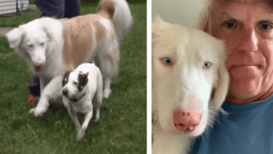 Photo of GPS Collar Reunites Deaf Dog With His Deaf Human