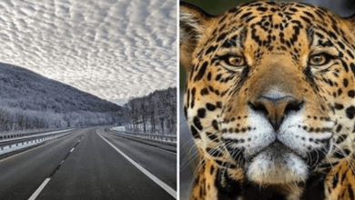 Photo of 16 Amazing Photos That Show How Fascinating Nature Is