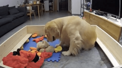 Photo of Golden Retriever Tries To Console Her Crying Puppies By Bringing Them Her Toys