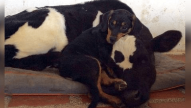 Photo of Puppy Found Abandoned In The Woods becomes Best Friends With A Rescued Cow