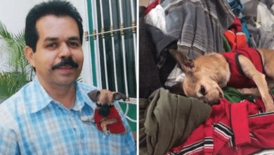 Photo of Mourning Chihuahua Snuggles Owner’s Old Clothes, Finds Comfort In His Lingering Smell