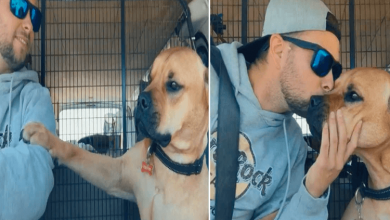 Photo of Rescue Dog Refuses To Let Go Of His Dad’s Hand
