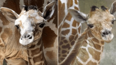 Photo of Memphis Zoo Warmly Welcomed The Newest Member, A Baby Somali Giraffe