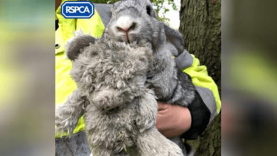 Photo of Abandoned Rabbit Would Not Stop Clinging To Teddy Bear And Keeps Him Even After Being Rescued