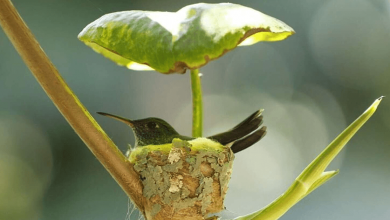 Photo of Clever Little Hummingbird Builds a Home With a Roof