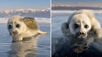 Photo of Cute Baby Fur Seal Crawls Over Ice Near Lake Baikal