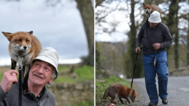 Photo of Man Rescued A Foxy Trio And Formed An Unbelievable Bond With Them