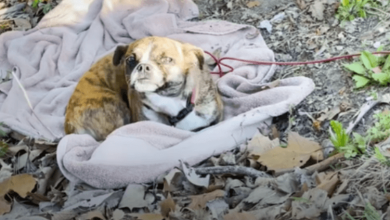 Photo of Terrified Dog Rescued From A Ditch Loves Her New Family And Life