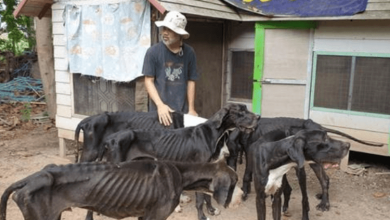 Photo of King Of Thailand Adopts 13 Starved Great Danes Found Near Death At Breeding Farm