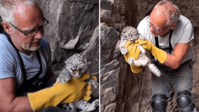 Photo of Rare, Endangered Snow Leopard Cubs Spotted In Mongolia May Hold Clue To The Species’ Survival
