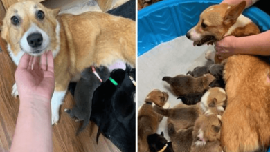 Photo of Corgi Mamma Abandoned For Being A ‘Bad Mother’ Adopts Rescued Pit Bull Puppies