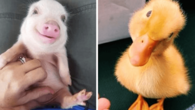Photo of 10+ Baby Animals That Can Save Your Gloomy Day