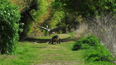 Photo of That’s My Baby! Cheeky Heron Is Chased By Infuriated Alligator Mother After It Swipes Youngster From Her Nest