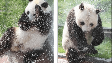 Photo of Giant Panda Enjoys Another Cooling Shower On A Baking Hot Day