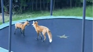 Photo of Gymnastic Mr Fox! Cubs Sneak Into Garden To Have A Bounce On Children’s Trampoline