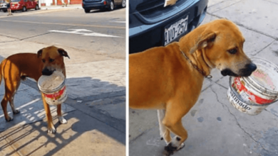 Photo of Sad Homeless Dog Thirsty For Days Finds Discarded Bucket & Begs For Some Water