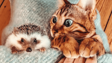 Photo of 13+ Adorable Adventures Of This Hedgehog And His Bengal Cat Best Friend