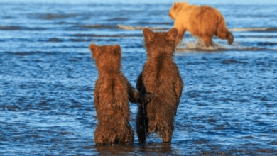 Photo of Adorable Moment Two Bear Cubs Hold Hands While Waiting For Momma To Catch Supper